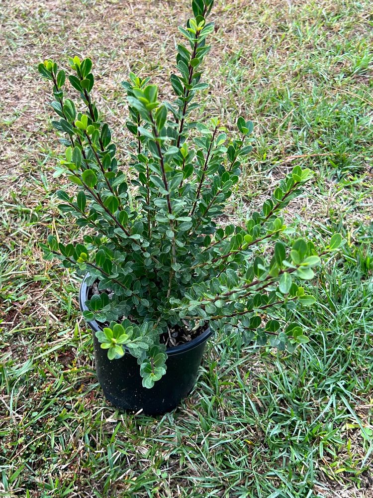 ilex-crenata-compacta-japanese-holly