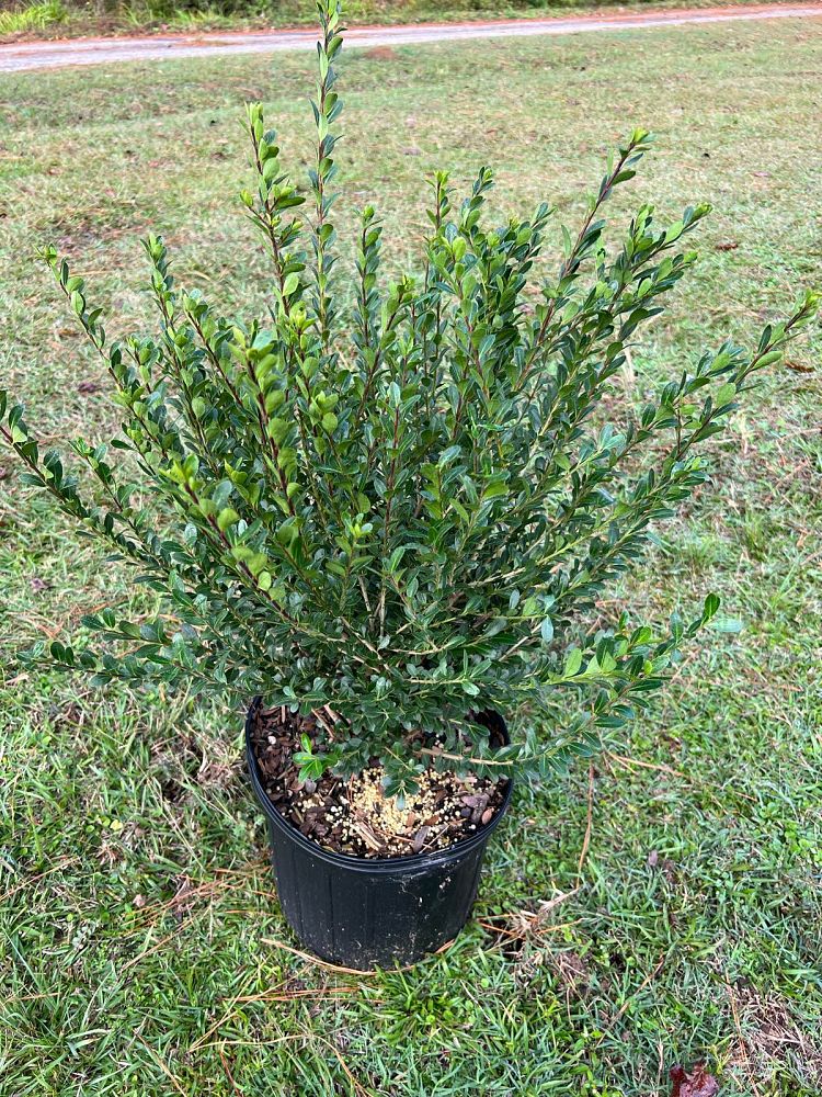 ilex-crenata-compacta-japanese-holly