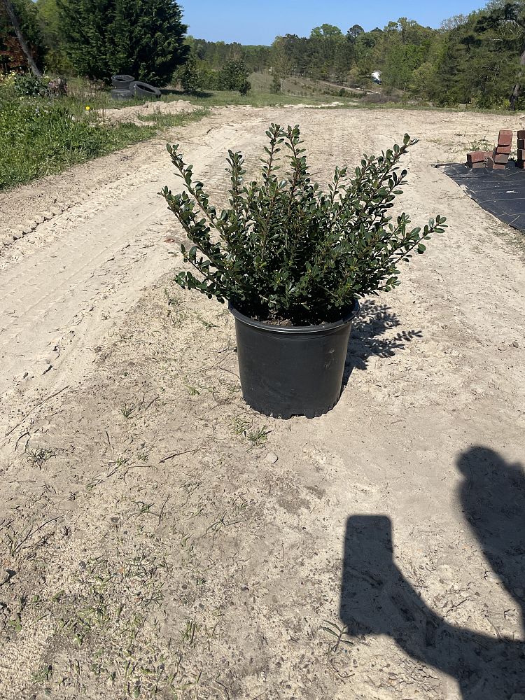ilex-crenata-compacta-japanese-holly