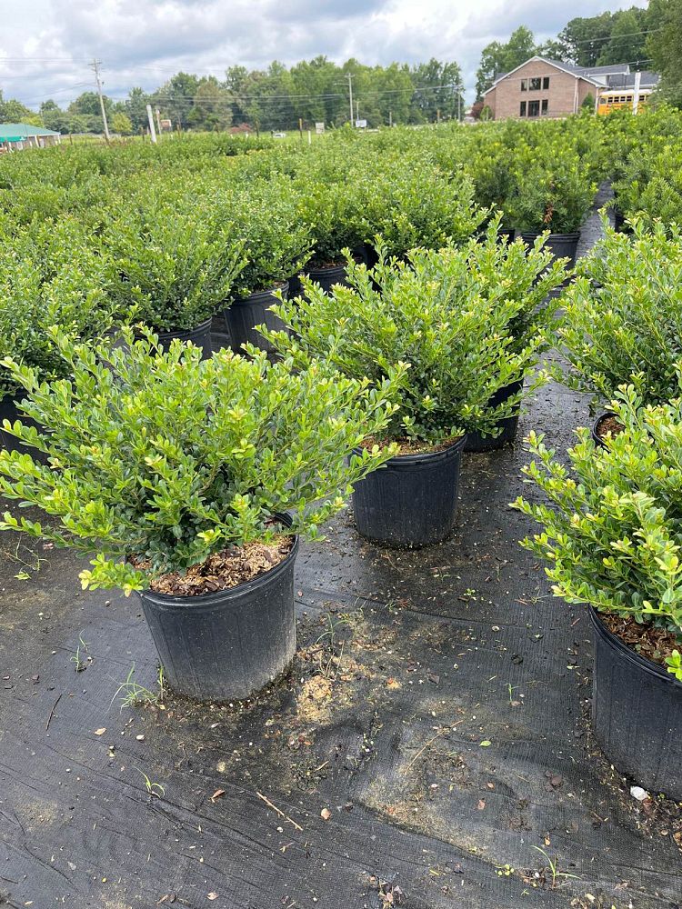 ilex-crenata-compacta-japanese-holly