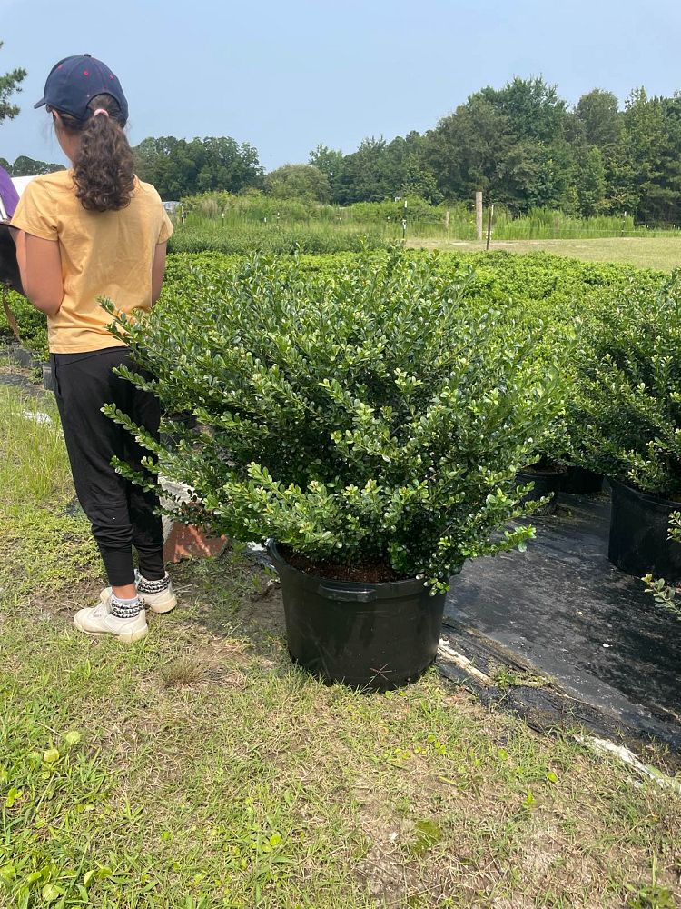 ilex-crenata-compacta-japanese-holly