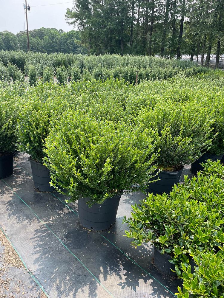 ilex-crenata-compacta-japanese-holly