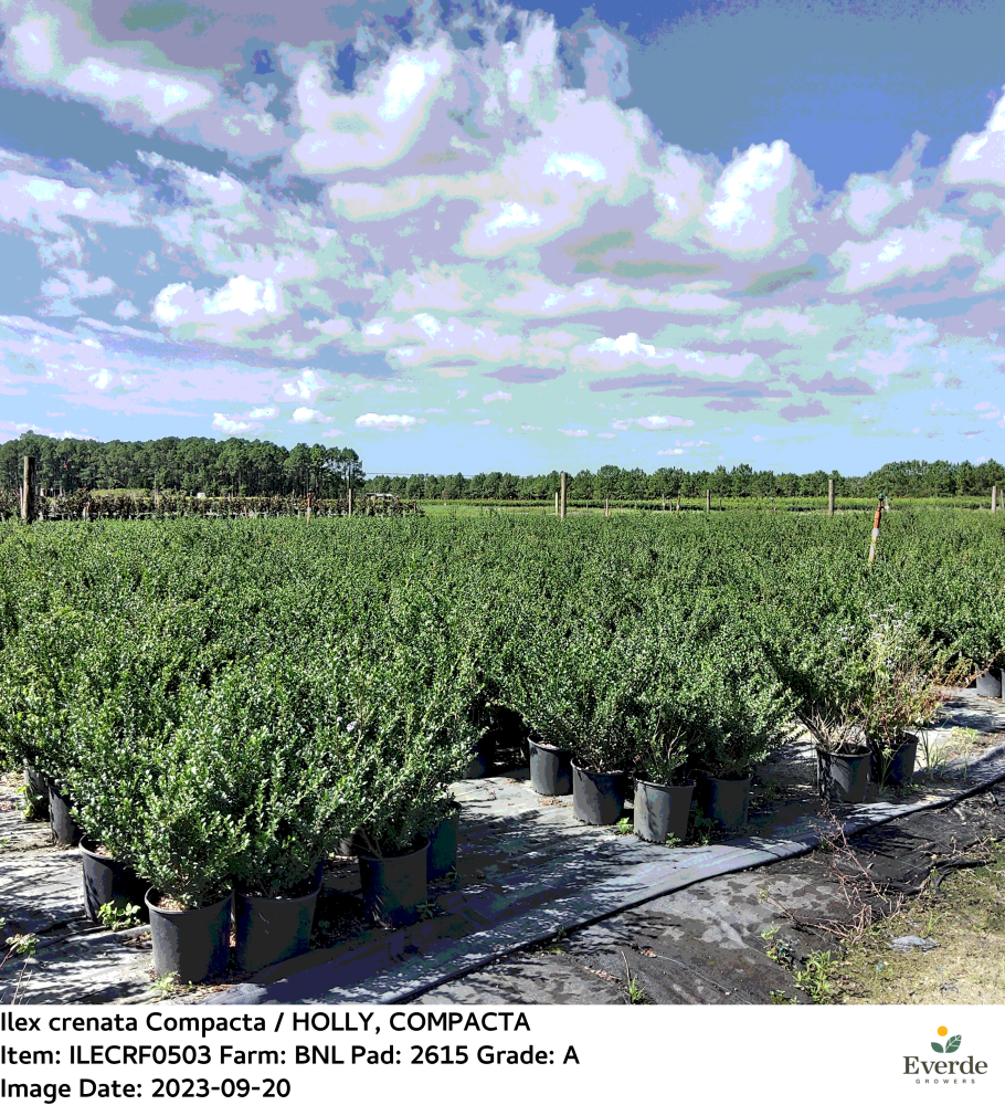 ilex-crenata-compacta-japanese-holly