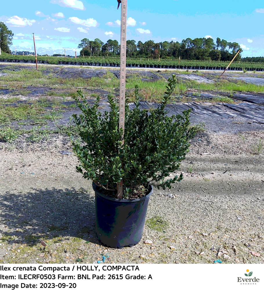 ilex-crenata-compacta-japanese-holly