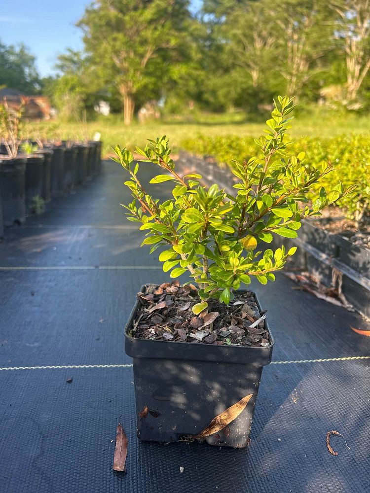 ilex-crenata-compacta-japanese-holly
