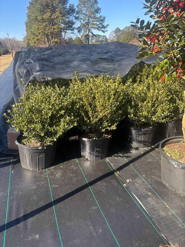 ilex-crenata-compacta-japanese-holly