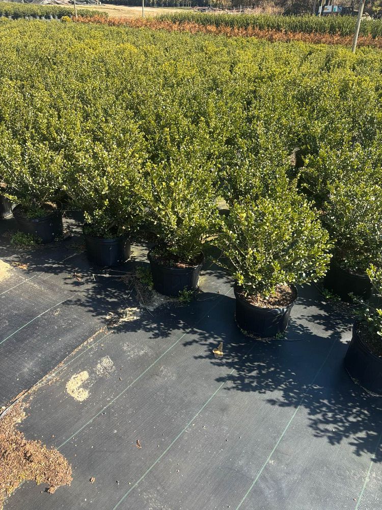 ilex-crenata-compacta-japanese-holly
