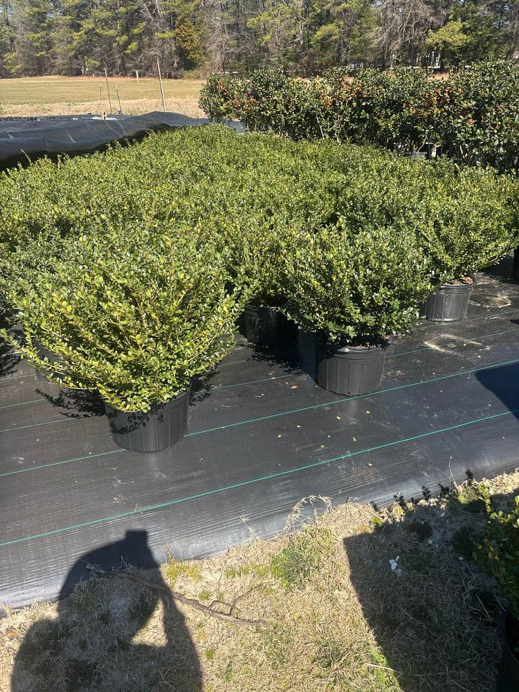 ilex-crenata-compacta-japanese-holly