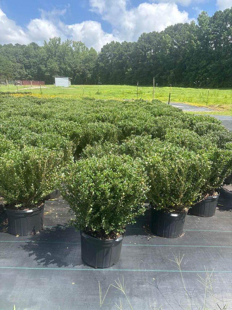 ilex-crenata-compacta-japanese-holly