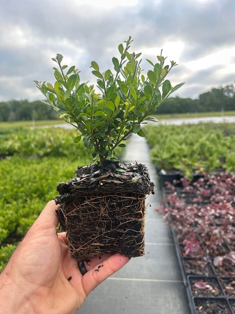 ilex-crenata-compacta-japanese-holly