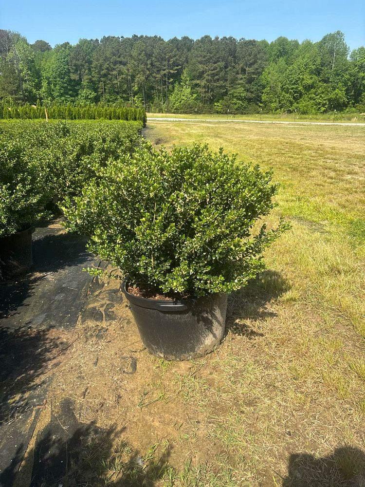 ilex-crenata-compacta-japanese-holly