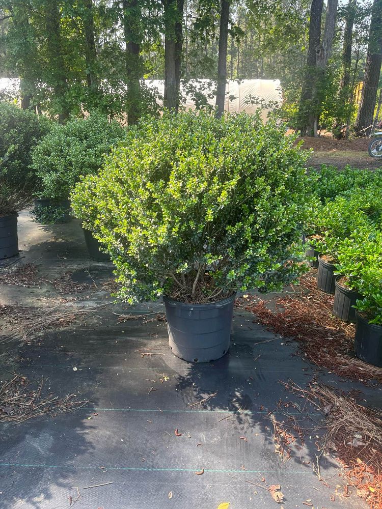 ilex-crenata-compacta-japanese-holly