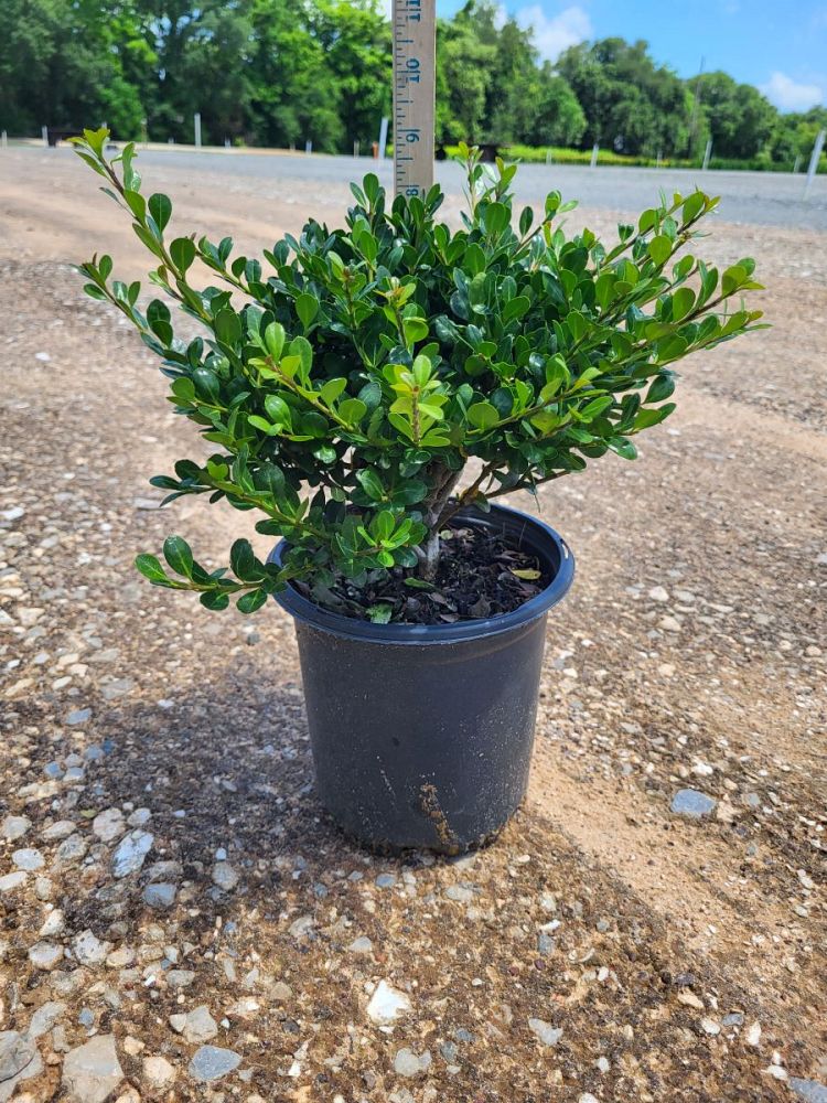 ilex-crenata-compacta-japanese-holly