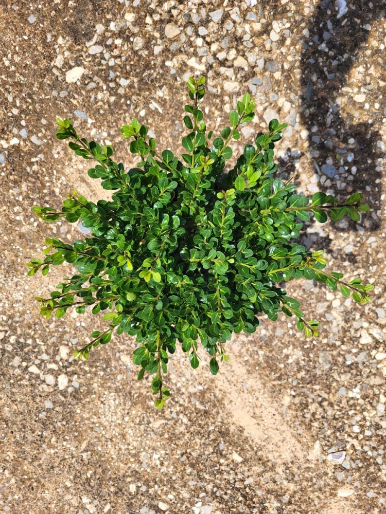 ilex-crenata-compacta-japanese-holly