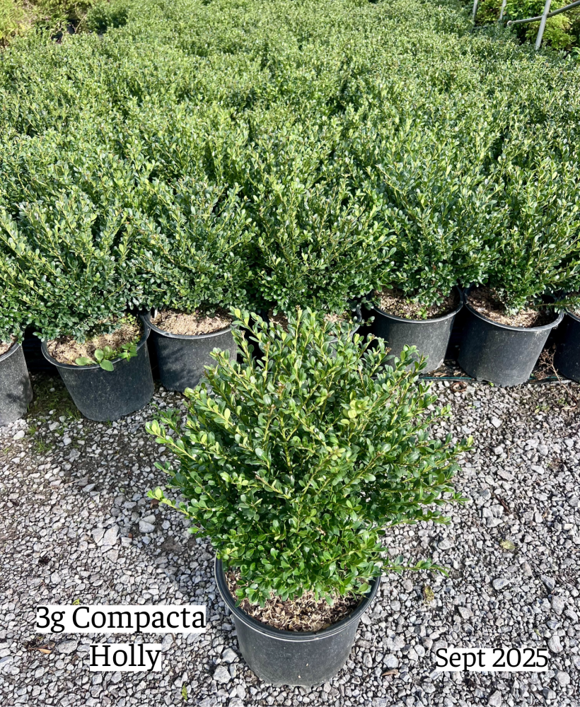 ilex-crenata-compacta-japanese-holly
