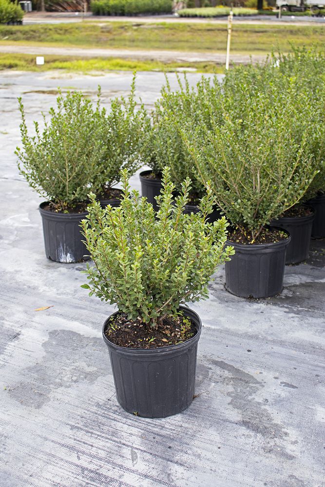 ilex-crenata-compacta-japanese-holly