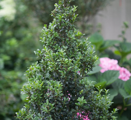 ilex-crenata-farrowone-sky-box-reg-japanese-holly