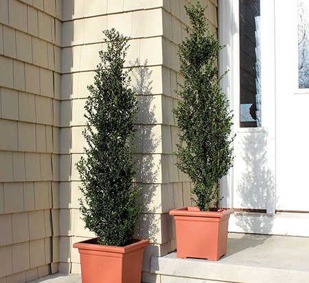 ilex-crenata-farrowsk6-patti-o-box-reg-japanese-holly