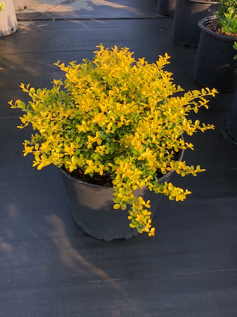 ilex-crenata-golden-helleri-boxleaf-holly-golden-heller-box-leaved-holly-japanese-holly