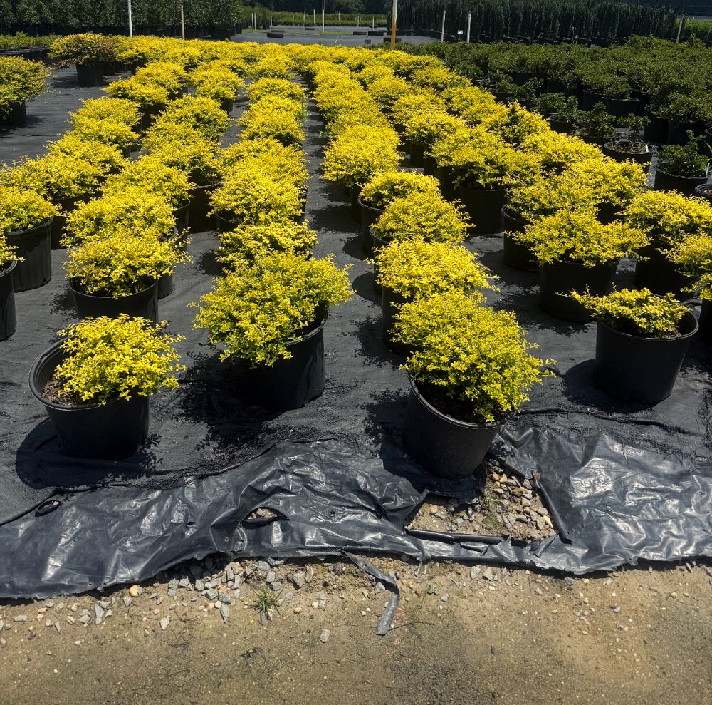ilex-crenata-golden-helleri-boxleaf-holly-golden-heller-box-leaved-holly-japanese-holly