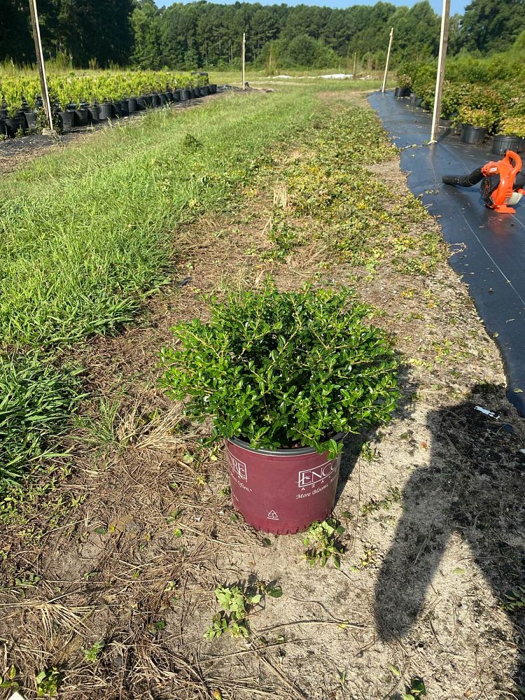 ilex-crenata-green-luster-japanese-holly