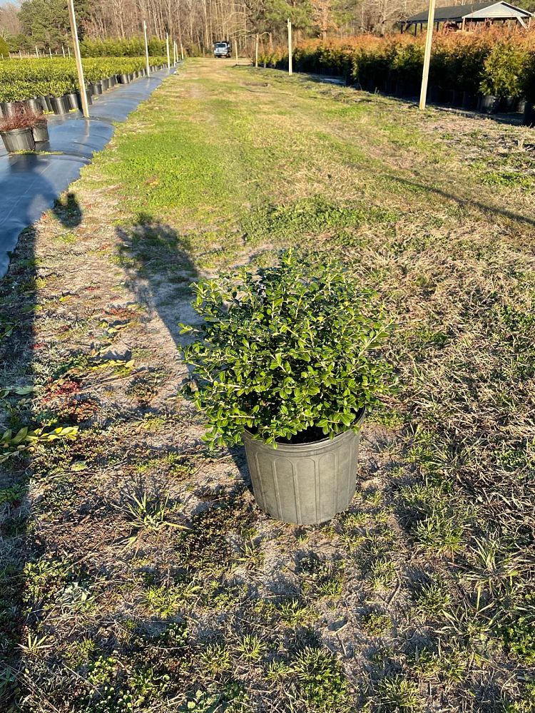 ilex-crenata-green-luster-japanese-holly