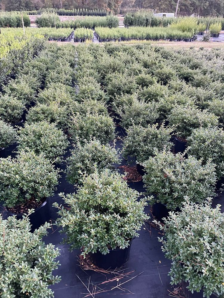ilex-crenata-green-luster-japanese-holly