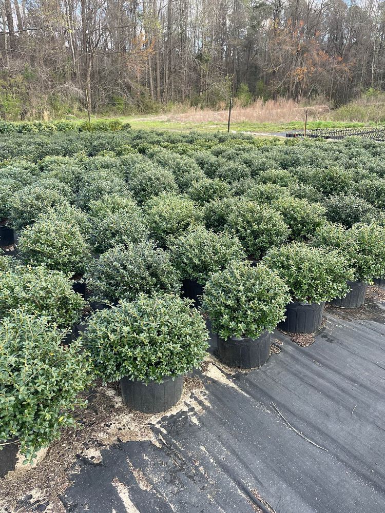 ilex-crenata-green-luster-japanese-holly