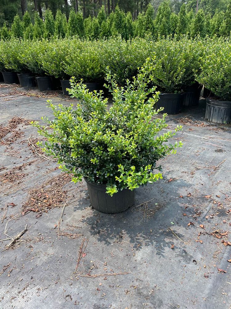 ilex-crenata-green-luster-japanese-holly