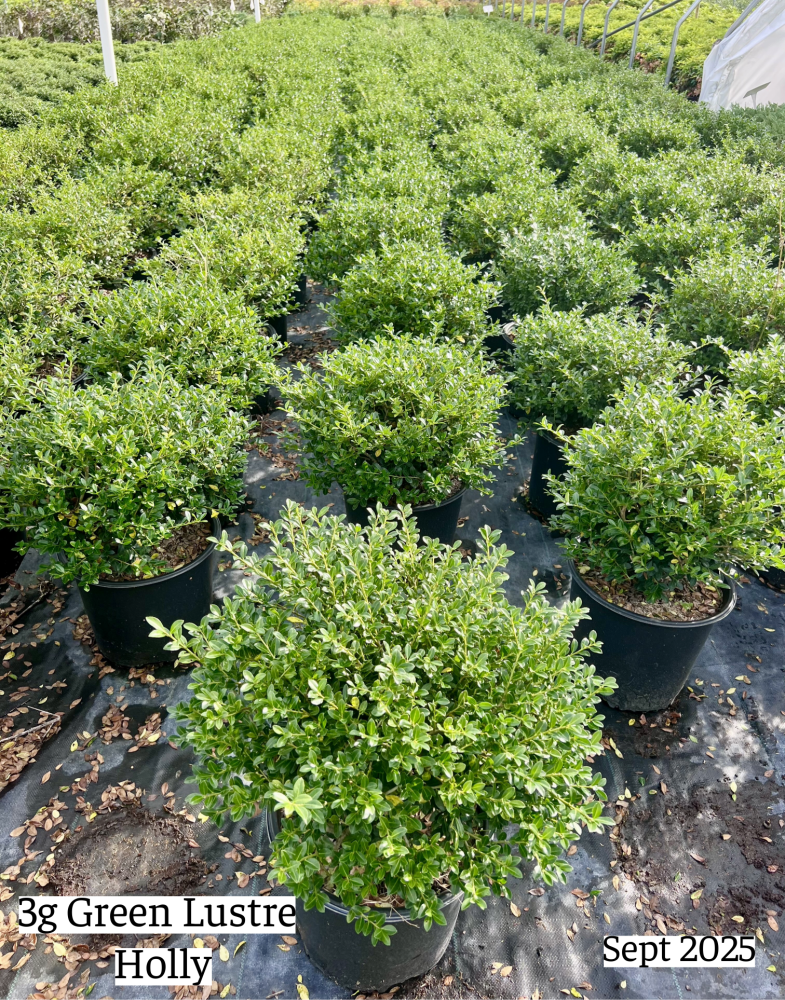 ilex-crenata-green-lustre-japanese-holly