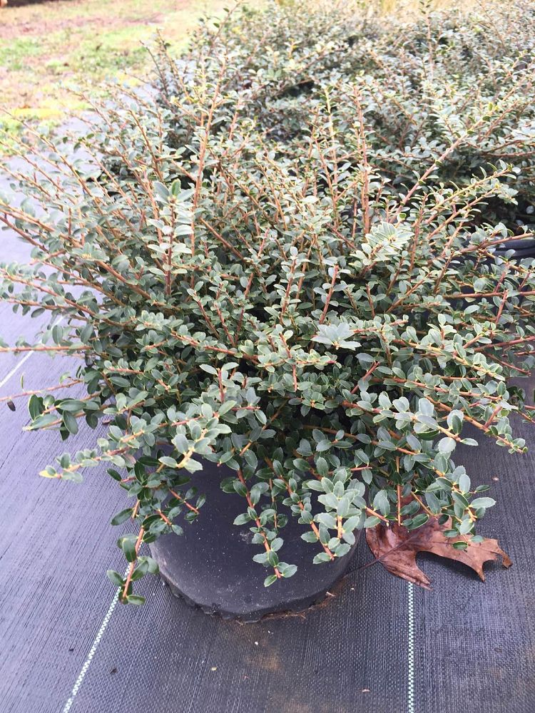 ilex-crenata-helleri-japanese-holly