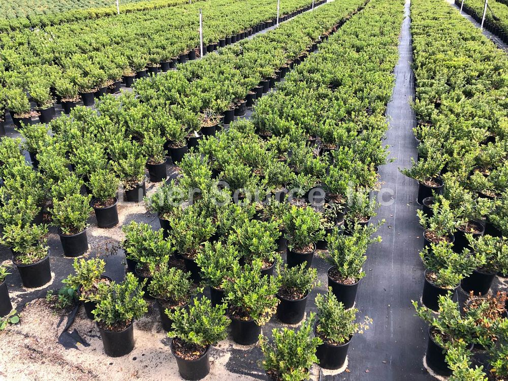 ilex-crenata-helleri-japanese-holly