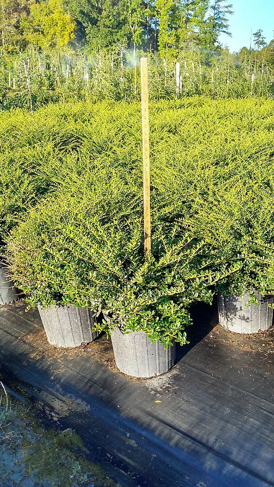 ilex-crenata-helleri-japanese-holly