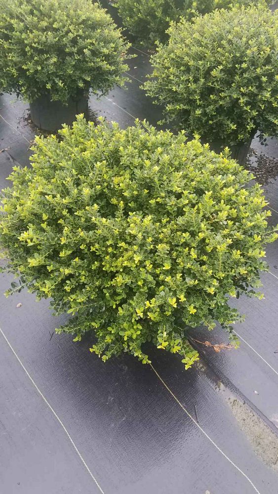 ilex-crenata-helleri-japanese-holly