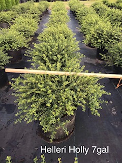ilex-crenata-helleri-japanese-holly