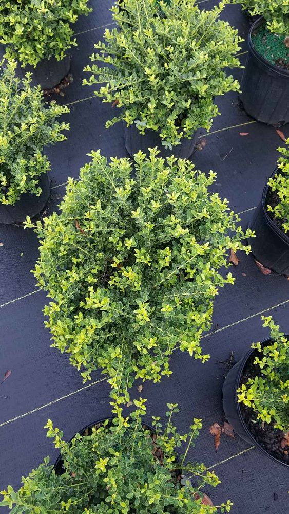 ilex-crenata-helleri-japanese-holly