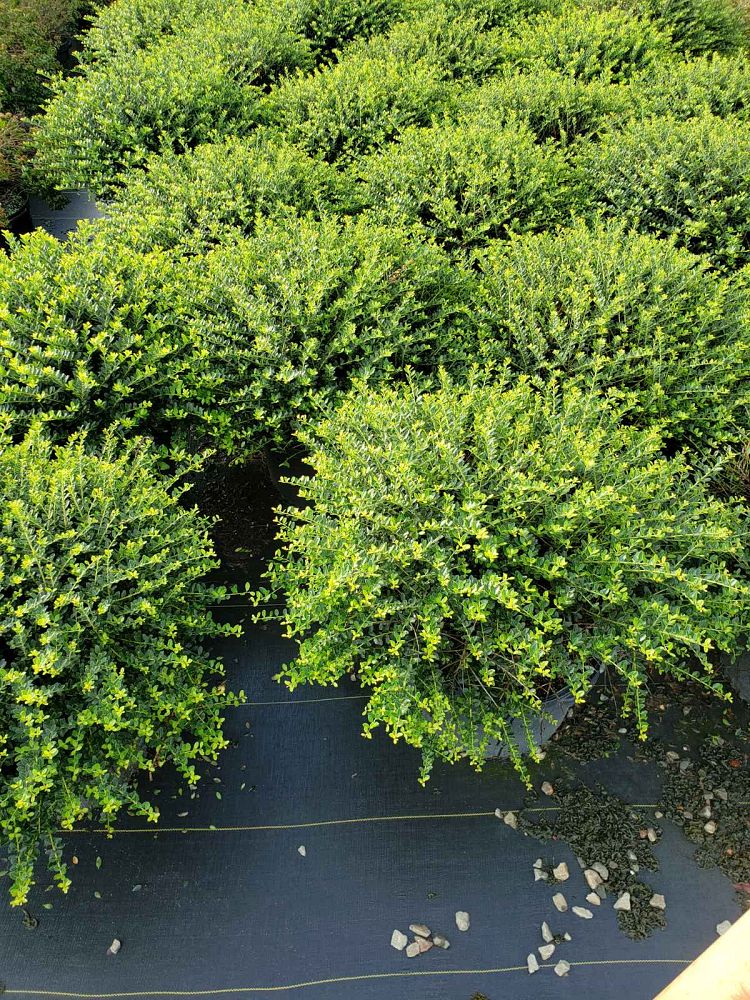 ilex-crenata-helleri-japanese-holly