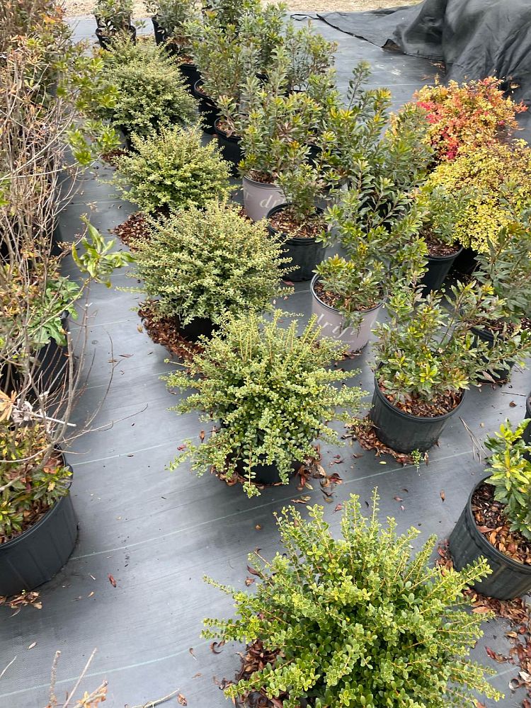 ilex-crenata-helleri-japanese-holly