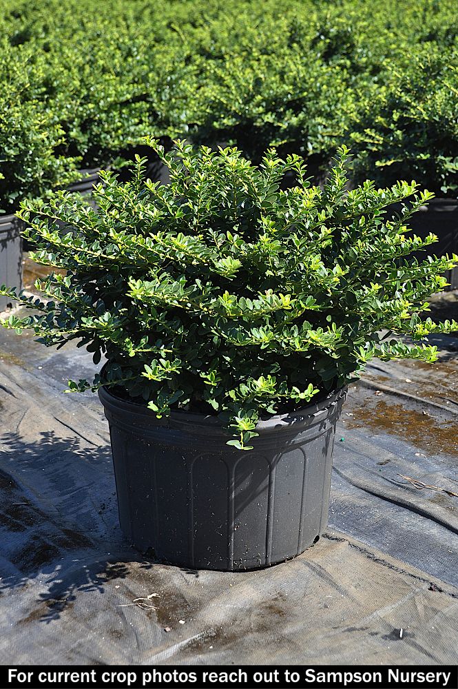 ilex-crenata-helleri-japanese-holly