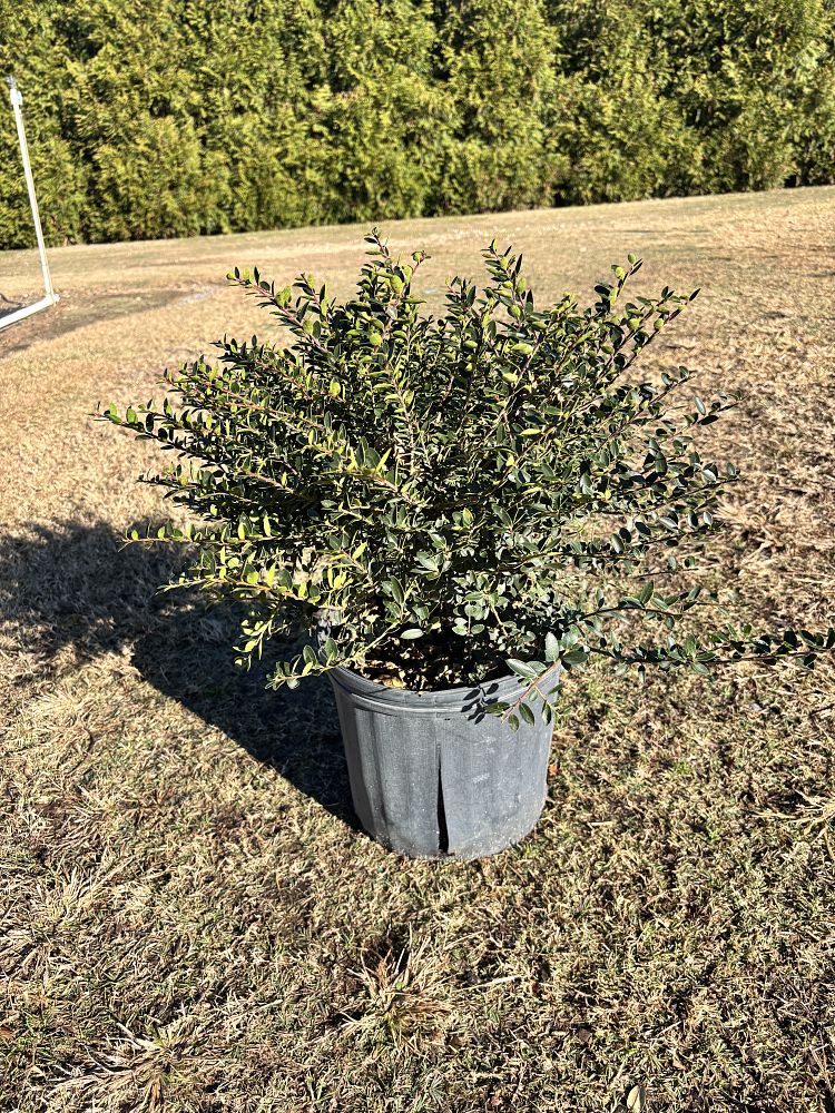 ilex-crenata-helleri-japanese-holly
