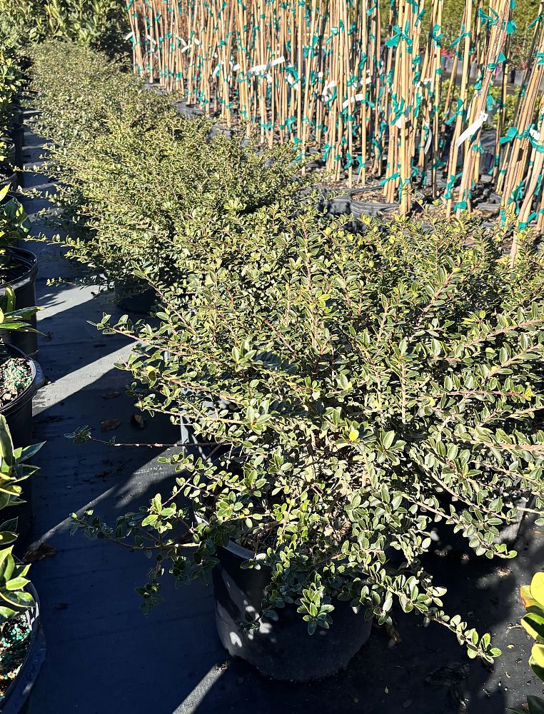 ilex-crenata-helleri-japanese-holly