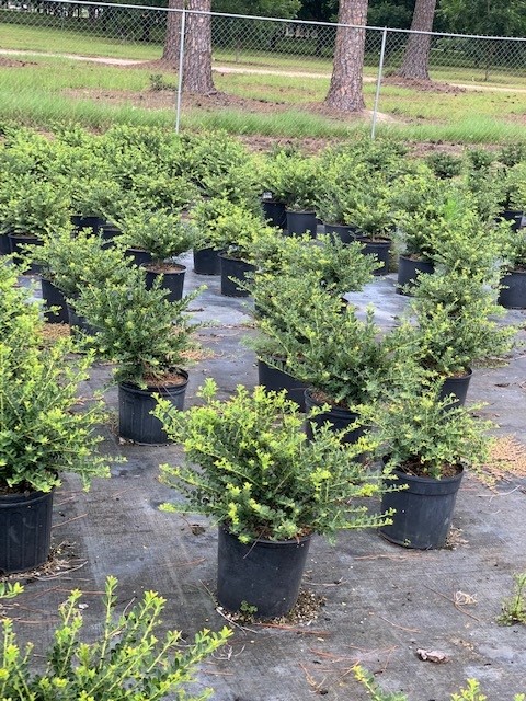 ilex-crenata-helleri-japanese-holly