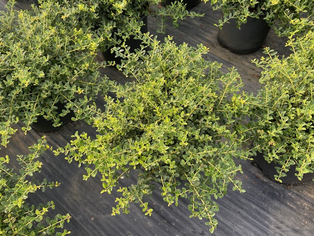 ilex-crenata-helleri-japanese-holly