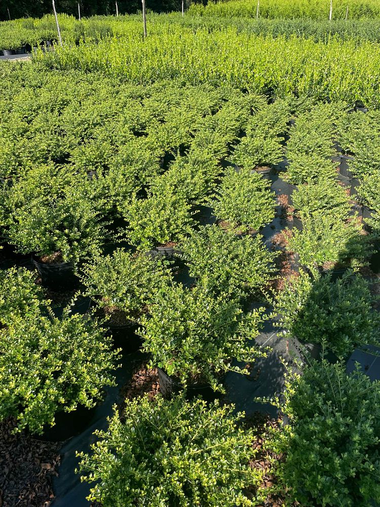 ilex-crenata-helleri-japanese-holly