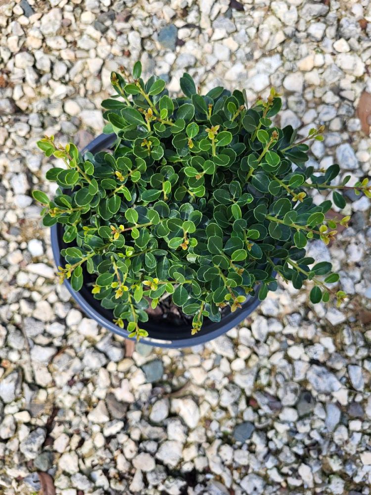 ilex-crenata-helleri-japanese-holly