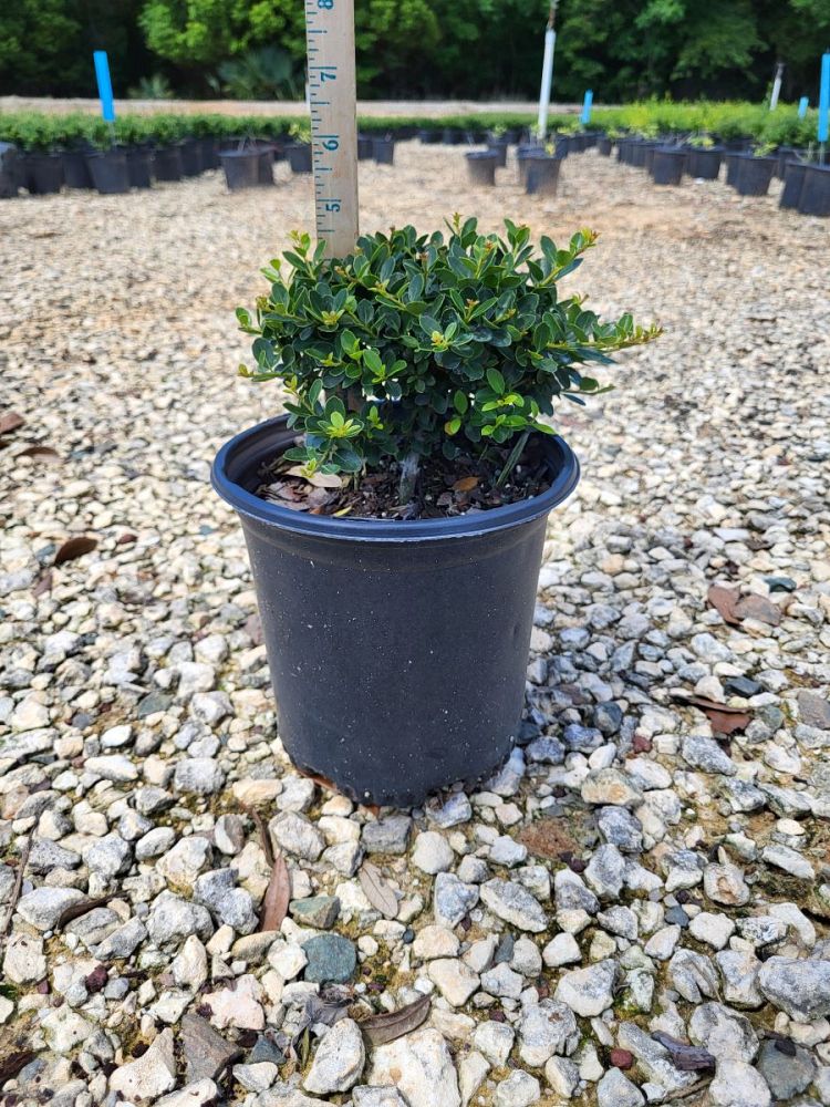 ilex-crenata-helleri-japanese-holly