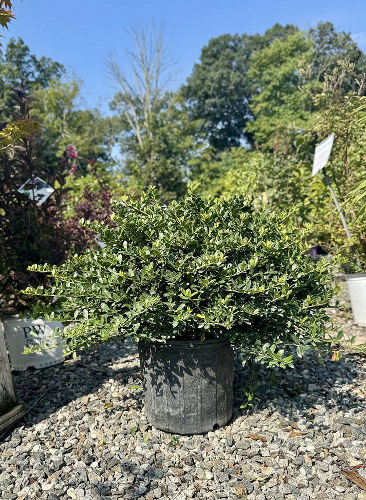 ilex-crenata-helleri-japanese-holly