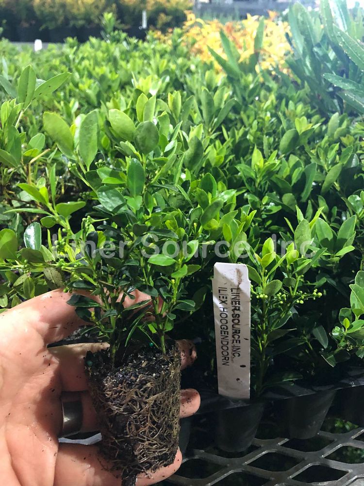 ilex-crenata-hoogendorn-japanese-holly
