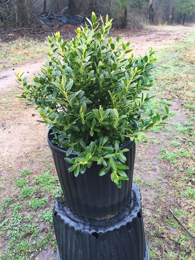 ilex-crenata-hoogendorn-japanese-holly