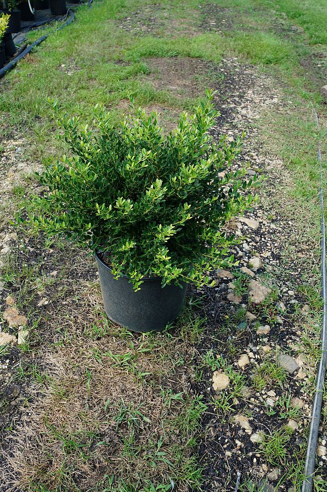 ilex-crenata-hoogendorn-japanese-holly
